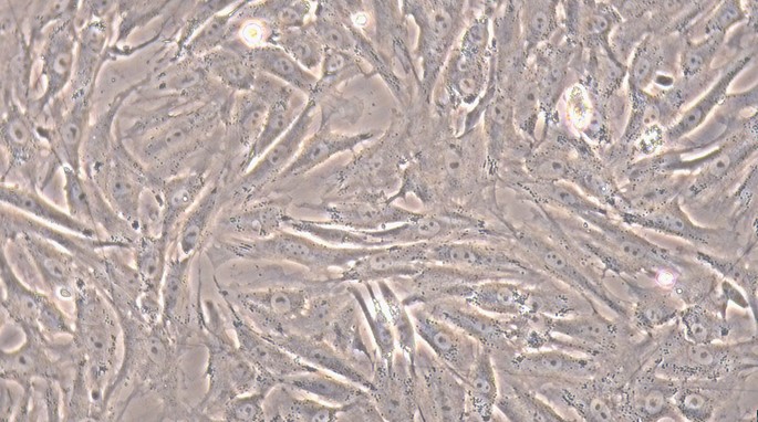 Primary Canine Aorta Adventitial Fibroblasts (AAF)