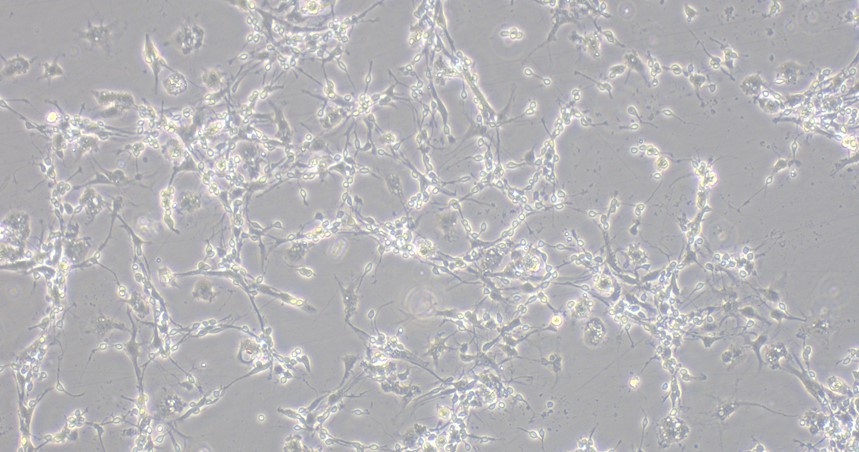 Primary Canine Olfactory Bulb Neuron Cells (OBNC)