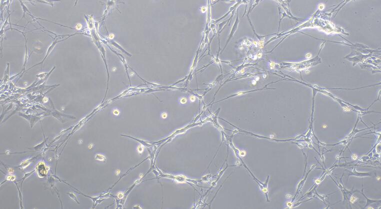 Primary Rabbit Olfactory Bulb Neuron Cells (OBNC)