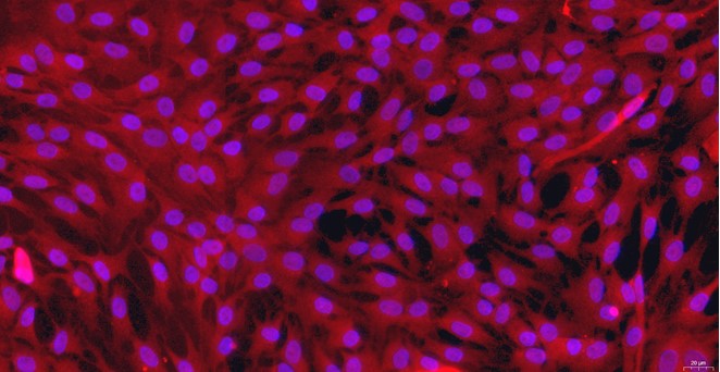 Primary Feline Lingual Muscle Skeletal Muscle Cells (LMSMC)