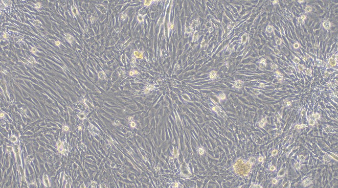Primary Feline Lingual Muscle Skeletal Muscle Cells (LMSMC)
