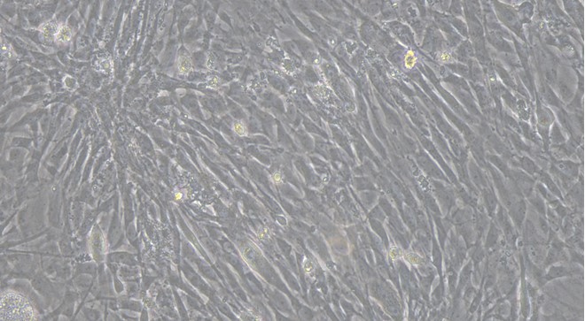 Primary Feline Lingual Muscle Skeletal Muscle Cells (LMSMC)