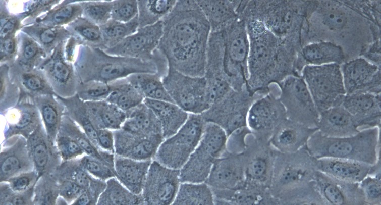 Primary Caprine Lingual Epidermal Cells (LiEC)