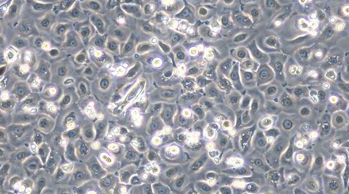 Primary Feline Lingual Epidermal Cells (LiEC)