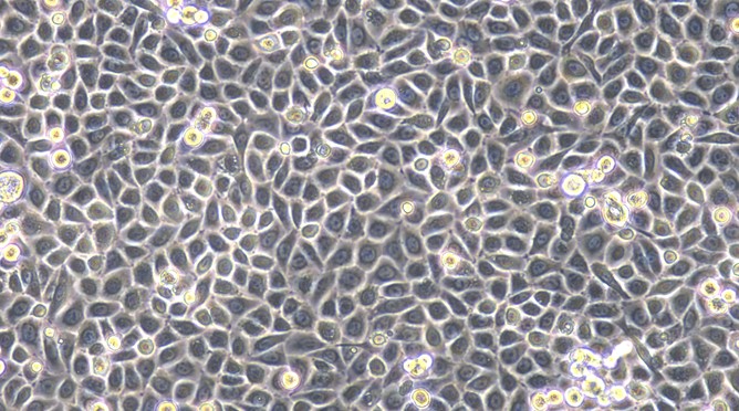 Primary Feline Lingual Epidermal Cells (LiEC)