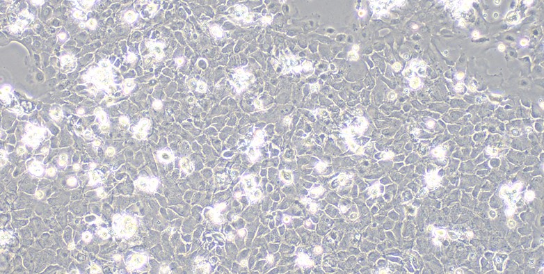 Primary Mouse Lingual Epidermal Cells (LiEC)