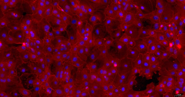 Primary Rabbit Lingual Epidermal Cells (LiEC)