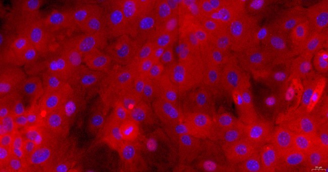 Primary Rabbit Lingual Epidermal Cells (LiEC)