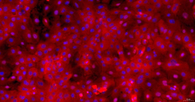 Primary Rabbit Lingual Epidermal Cells (LiEC)