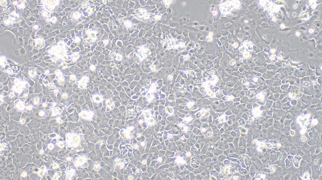 Primary Rabbit Lingual Epidermal Cells (LiEC)
