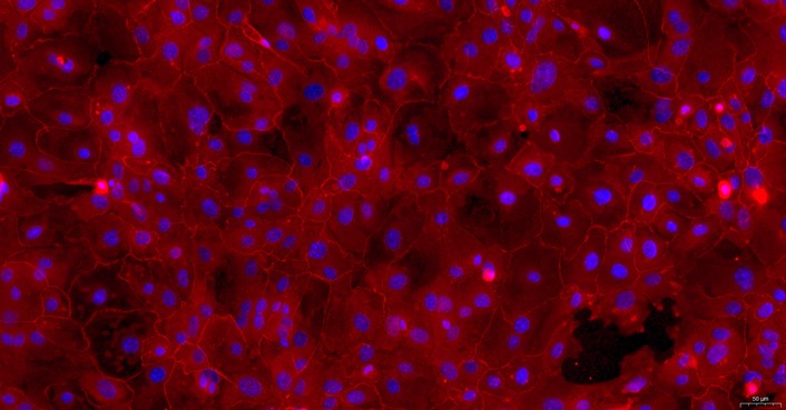 Primary Rabbit Lingual Epidermal Cells (LiEC)