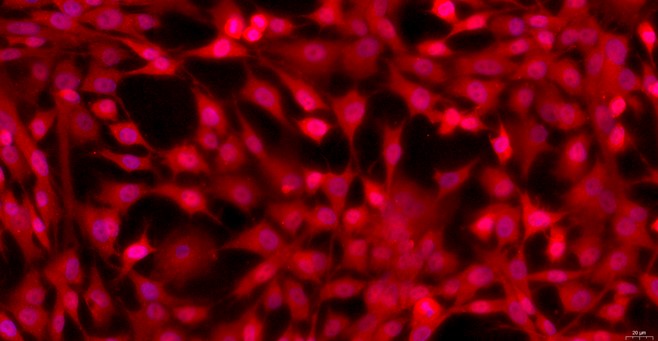 Primary Feline Nasal Mucosal Epithelial Cells (NMEC)
