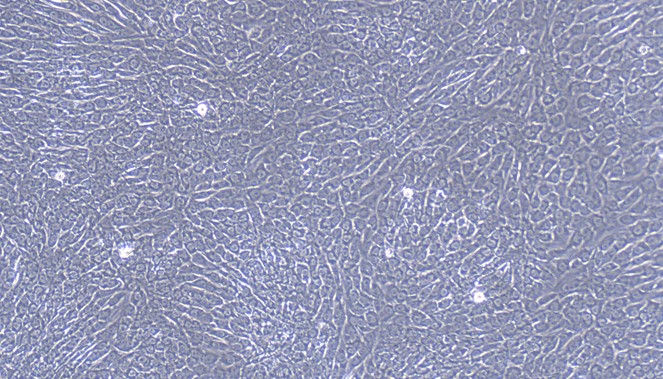 Primary Feline Nasal Mucosal Epithelial Cells (NMEC)