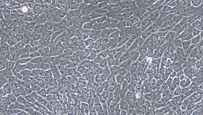 Primary Feline Nasal Mucosal Epithelial Cells (NMEC)