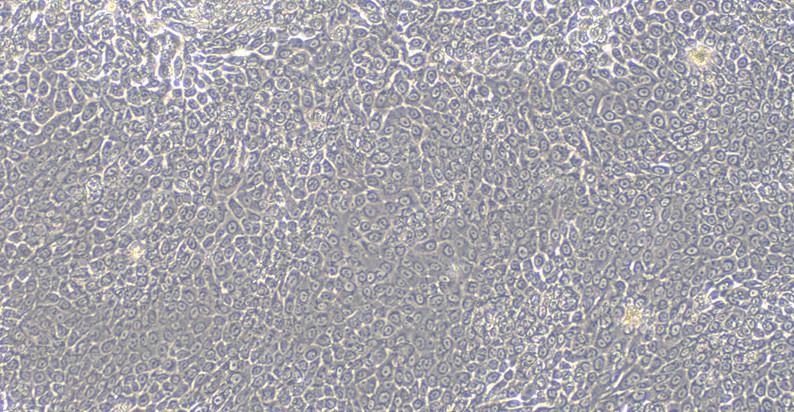 Primary Rabbit Nasal Mucosal Epithelial Cells (NMEC)