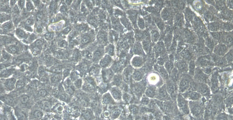 Primary Caprine Conjunctival Goblet Cells (CGC)