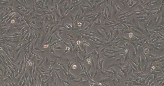 Hamster K1 Ovary Cells (O-K1)
