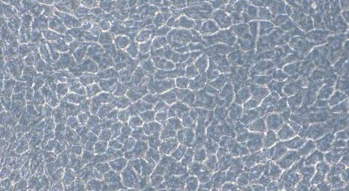 Human C28/I2 Chondrocytes (C28/I2)