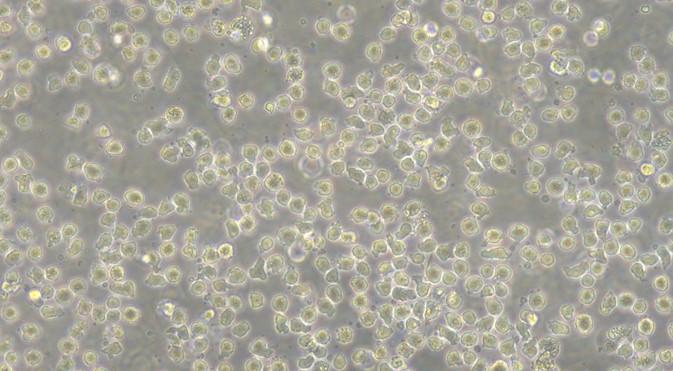 Human U937 Histiocytic Lymphoma Cells (U937)