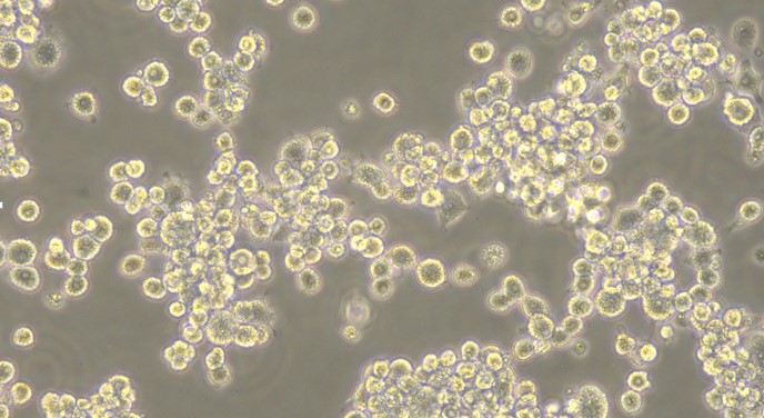 Mouse MH-S Alveolarmacrophage Cells (MH-S)