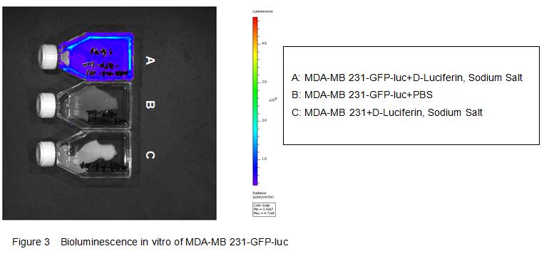Human MDA-MB-231 Triple-negative Breast Cancer Cells (MDA-MB-231)