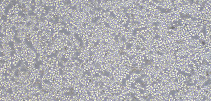 Human NB4 Acute Promyelocytic Leukemia Cells (NB4)