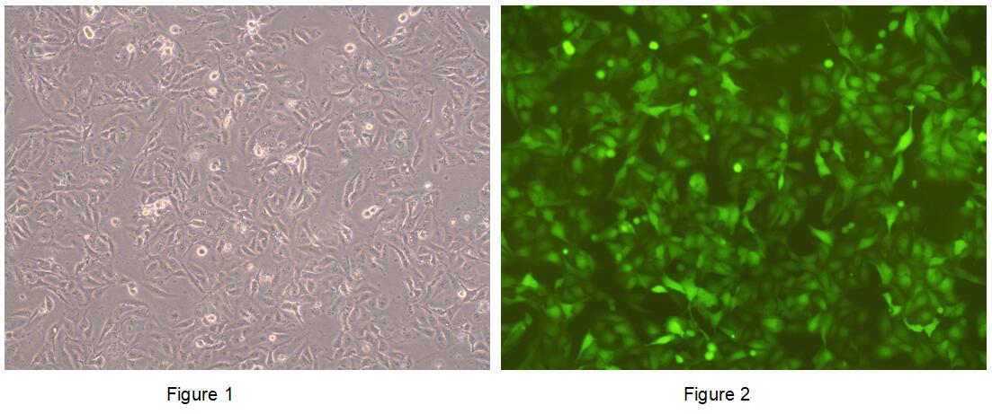 Human Luciferase  U2OS Osteosarcoma Cells (U2OS-GFP-Luc)