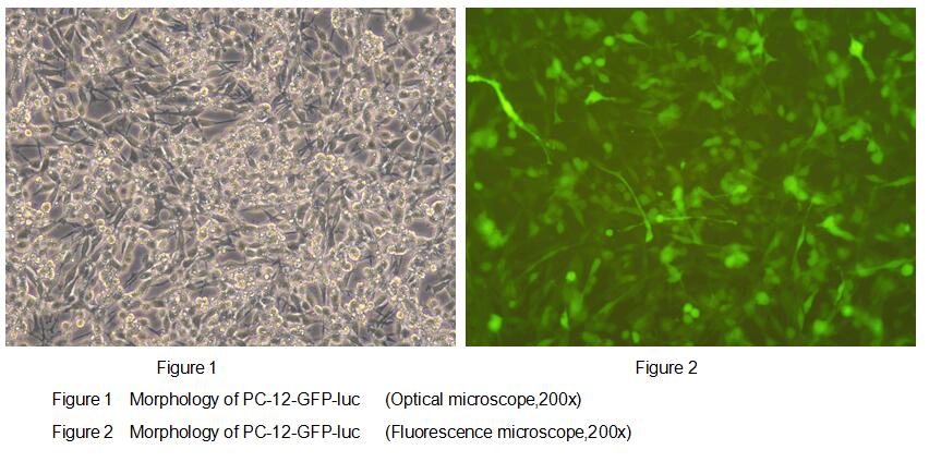 Rat Luciferase PC12 Phaeochromocytoma Cells (PC12-GFP-Luc)