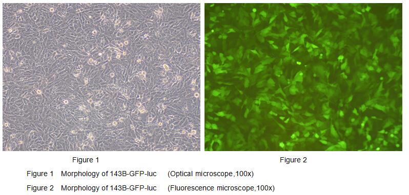 Human Luciferase 143B Osteosarcoma Cells (143B-GFP-Luc)