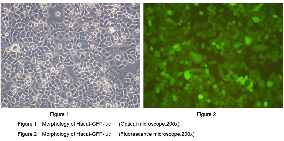 Human Luciferase HaCat Epidermal Cells (Hacat-GFP-Luc)