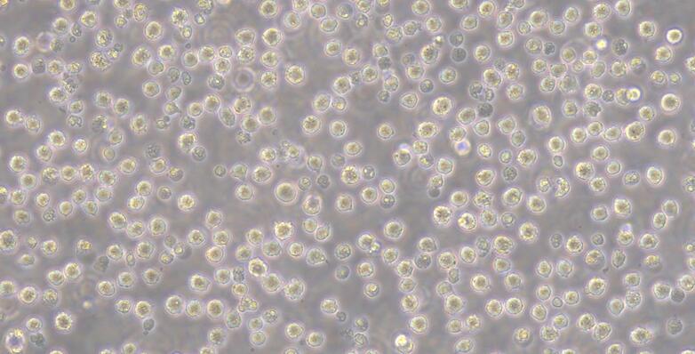 Human MV4-11 Myeloid Monocytic Leukemia Cells (MV4-11)