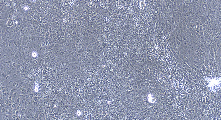 Primary Canine Oral Mucosal Epithelial Cells ( OMEC)