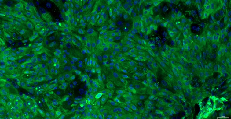 Primary Feline Oral Mucosal Epithelial Cells ( OMEC)