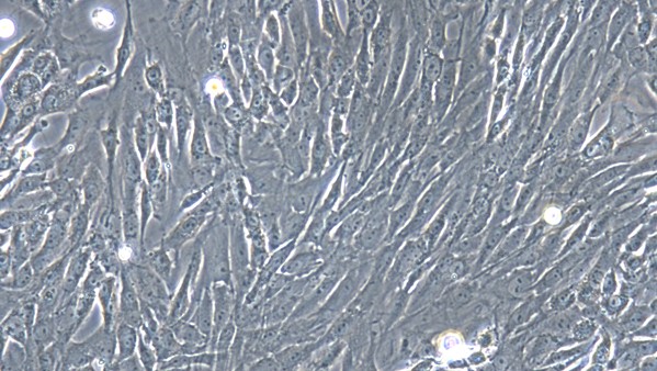 Primary Feline Nasal Mucosa Fibroblasts (NMF)