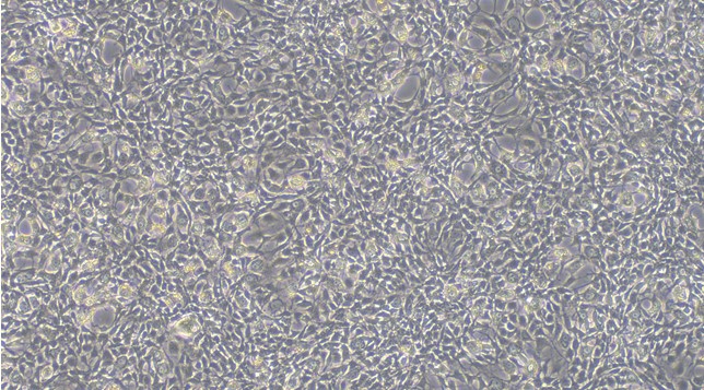 Primary Rat Synovial Mesenchymal Stem Cells (SMSC)
