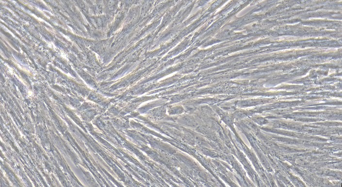 Primary Canine Endometrial Stromal Cells (ESC)
