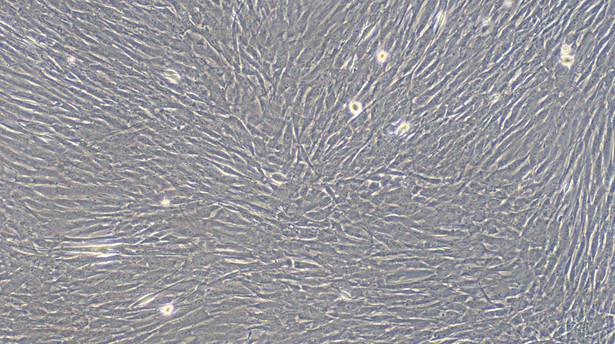 Primary Rat Satellite Glial Cells (SGC)