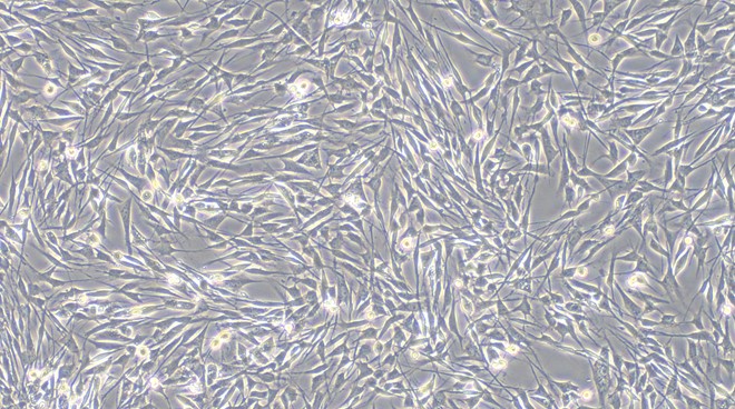 Primary Rabbit Satellite Glial Cells (SGC)