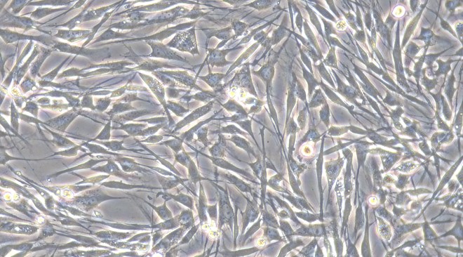 Primary Rabbit Satellite Glial Cells (SGC)