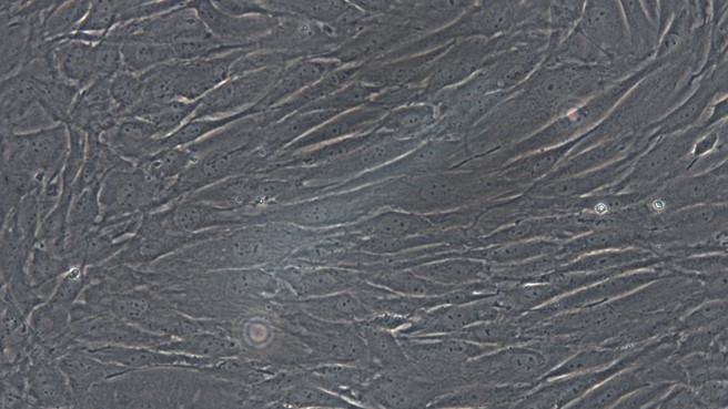 Primary Rat Olfactory Sustentacular Cells (OSCs)