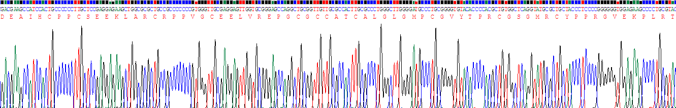 Eukaryotic Insulin Like Growth Factor Binding Protein 4 (IGFBP4)