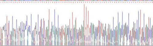 Eukaryotic Matrix Metalloproteinase 2 (MMP2)