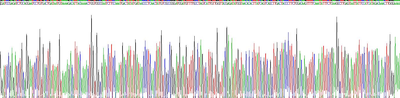 Eukaryotic Stem Cell Factor (SCF)