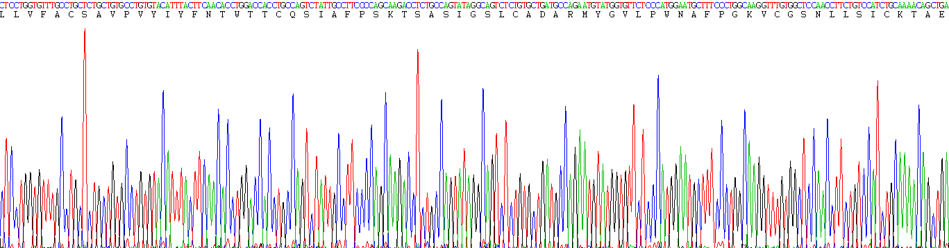 Eukaryotic Proteolipid Protein 1, Myelin (PLP1)