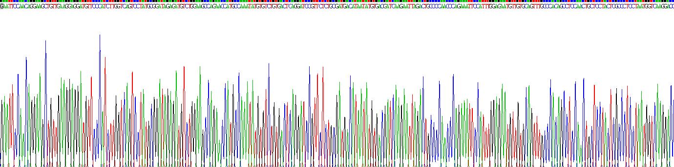 Eukaryotic Procollagen III N-Terminal Propeptide (PIIINP)