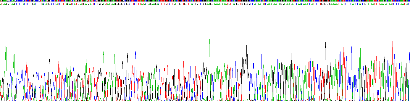 Eukaryotic Granzyme B (GZMB)