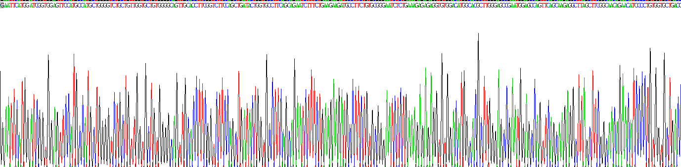 Eukaryotic Renin (REN)