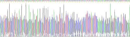 Eukaryotic Cluster Of Differentiation 8a (CD8a)