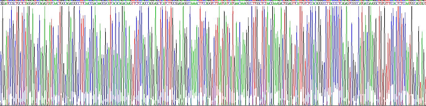 Eukaryotic Transglutaminase 3, Epidermal (TGM3)