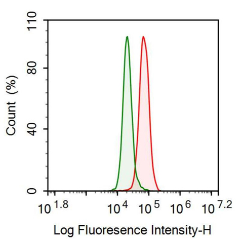 Anti-Brain Derived Neurotrophic Factor (BDNF) Polyclonal Antibody